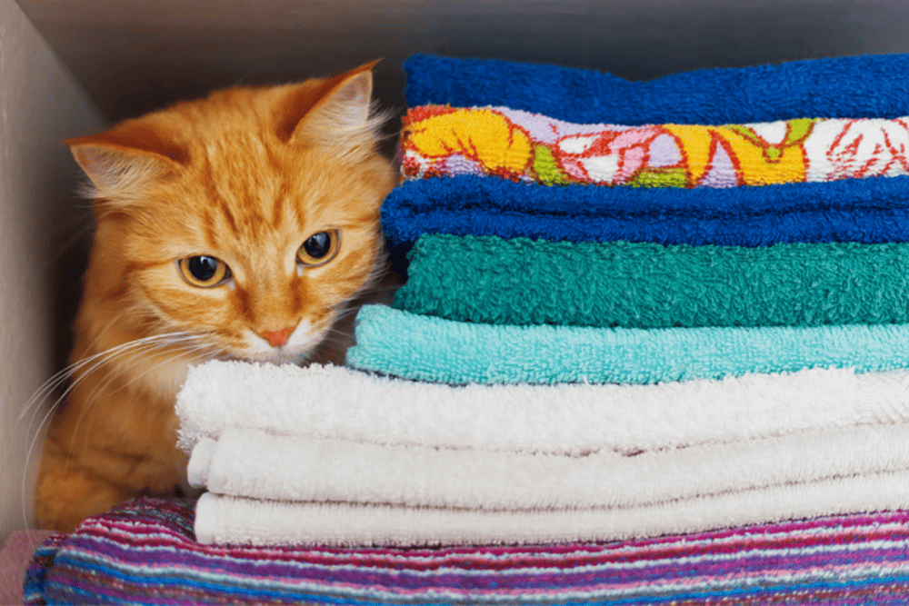 5 ตัวช่วย ซักผ้าสัตว์เลี้ยงให้สะอาด