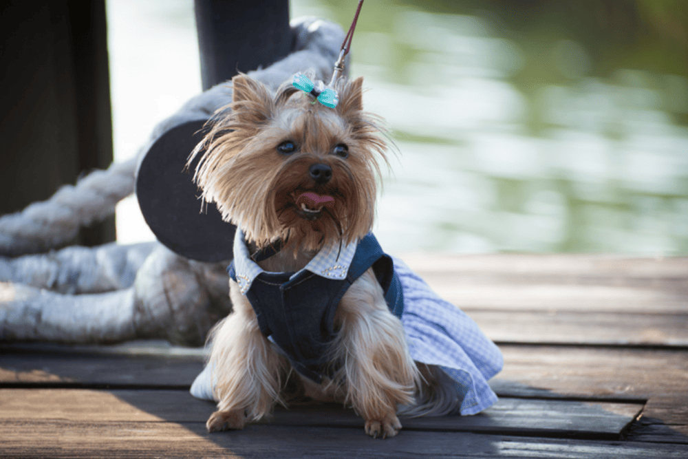 รวมเทคนิคซักผ้าหมา ให้เสื้อหอมสะอาด ไร้กลิ่นอับชื้น