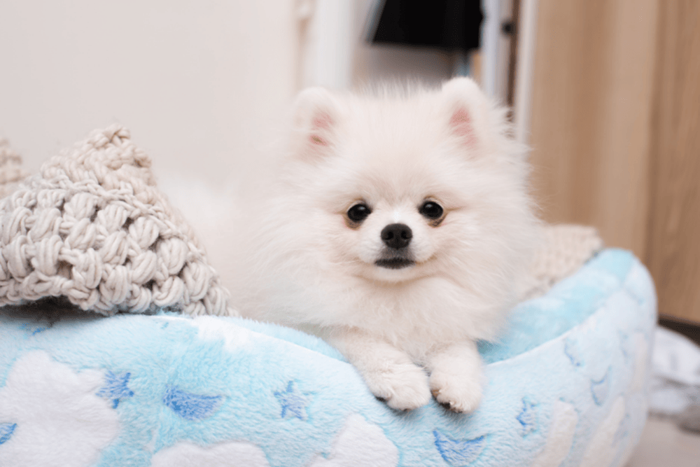 รวมเทคนิคซักผ้าหมา ให้เสื้อหอมสะอาด ไร้กลิ่นอับชื้น